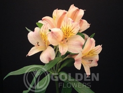 Alstroemeria - Lorena