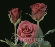 Coloured Rose - Castera