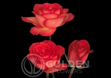 Coloured Rose - Fancy Amazon