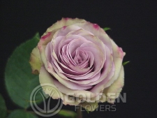 Coloured Rose - Old Dutch