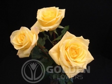 Coloured Rose - Aalsmeer Gold