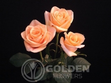 Coloured Rose - Bonanza