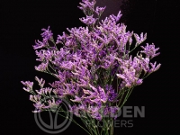 Limonium - Safora