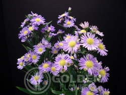 Aster - Purple