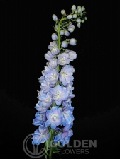 Delphinium Guardian Picture 1