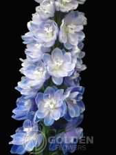 Delphinium Guardian Picture 2