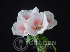 Godetia - Light Pink