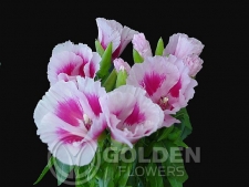 Godetia - Rose Pink