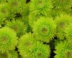 Kermit Mum