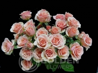 Spray Roses - Ilse