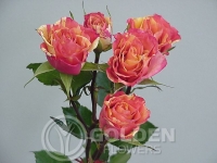 Spray Roses - Lady Flash