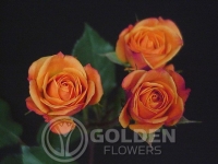 Spray Roses - Mambo
