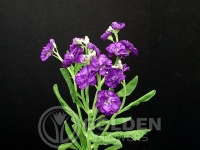 Stalk - Purple