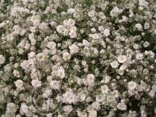 Gypsophila - Million Star