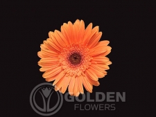 Gerbera Daisy - Avalon