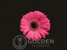 Gerbera Daisy - Malibu