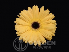 Gerbera Daisy - Pia