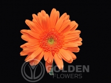 Gerbera Daisy - Ravel