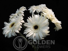 Gerbera Daisy - Ave Maria