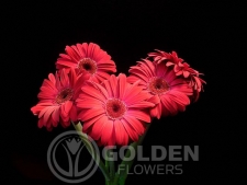 Gerbera Daisy - Carmina