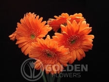 Gerbera Daisy - Lorca