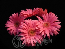 Gerbera Daisy - Loriana