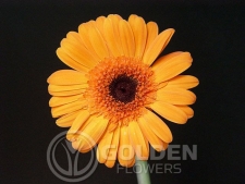 Gerbera Daisy - Tambre