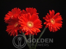 Gerbera Daisy - Testarrosa