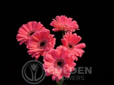 Gerbera Daisy - Tressor