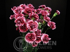 Miniature Carnations - Berry