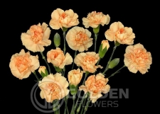 Miniature Carnations - Danny