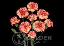 Miniature Carnations - Lina