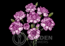 Miniature Carnations - Spectro