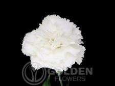 Miniature Carnations - Yoder Mist