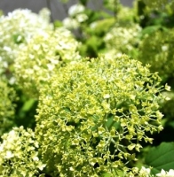 Hydrangea