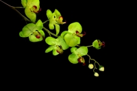 Orchid