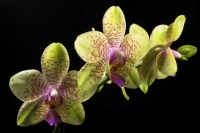 Orchid Phalaenopsis