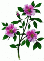 Alberta Wild Rose