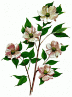 Pacific Dogwood