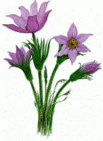 Prairie Crocus