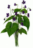 Purple Violet