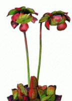 Pitcher Plant