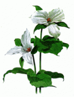 White Trillium