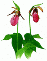 Lady's Slipper