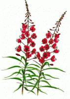 Fireweed