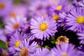 Aster