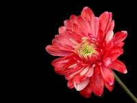 Chrysanthemum