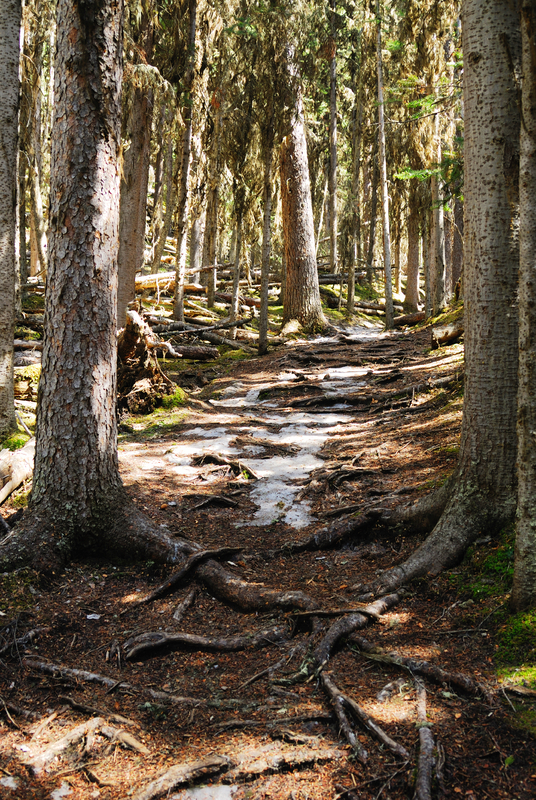 Beautiful forest in Edson, Alberta, Canada.  Order flowers today for delivery in Edson Ab.