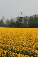 Holland Flowers