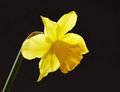 Daffodil